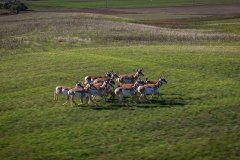 Antelope2_web