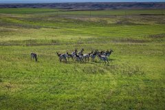 Antelope_web